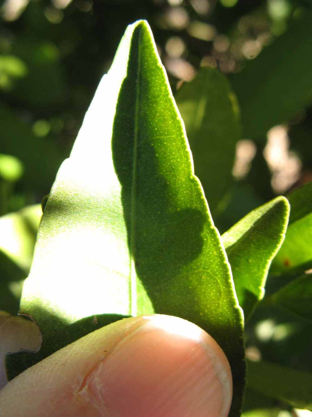              Margin (Winter Haven, FL)       